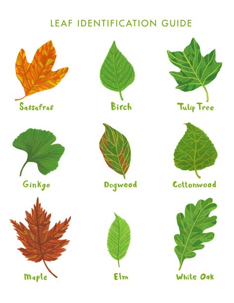 a picture of leaves|pictures of different leaves.